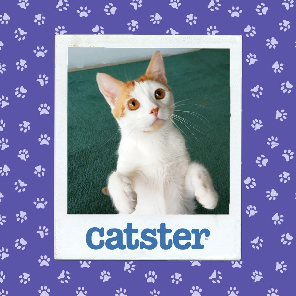catster photo contest cutest 14 1 26