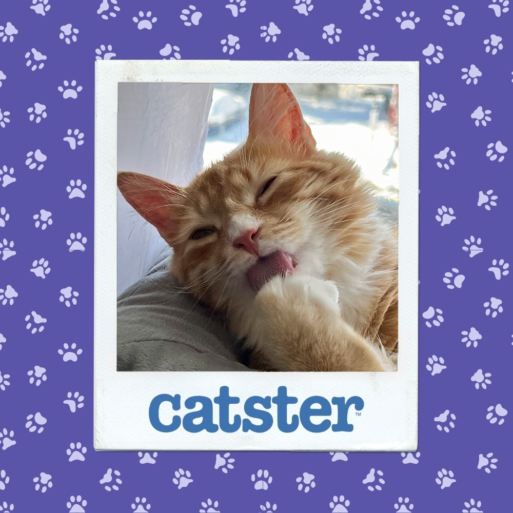 catster photo contest cutest 22 1 26