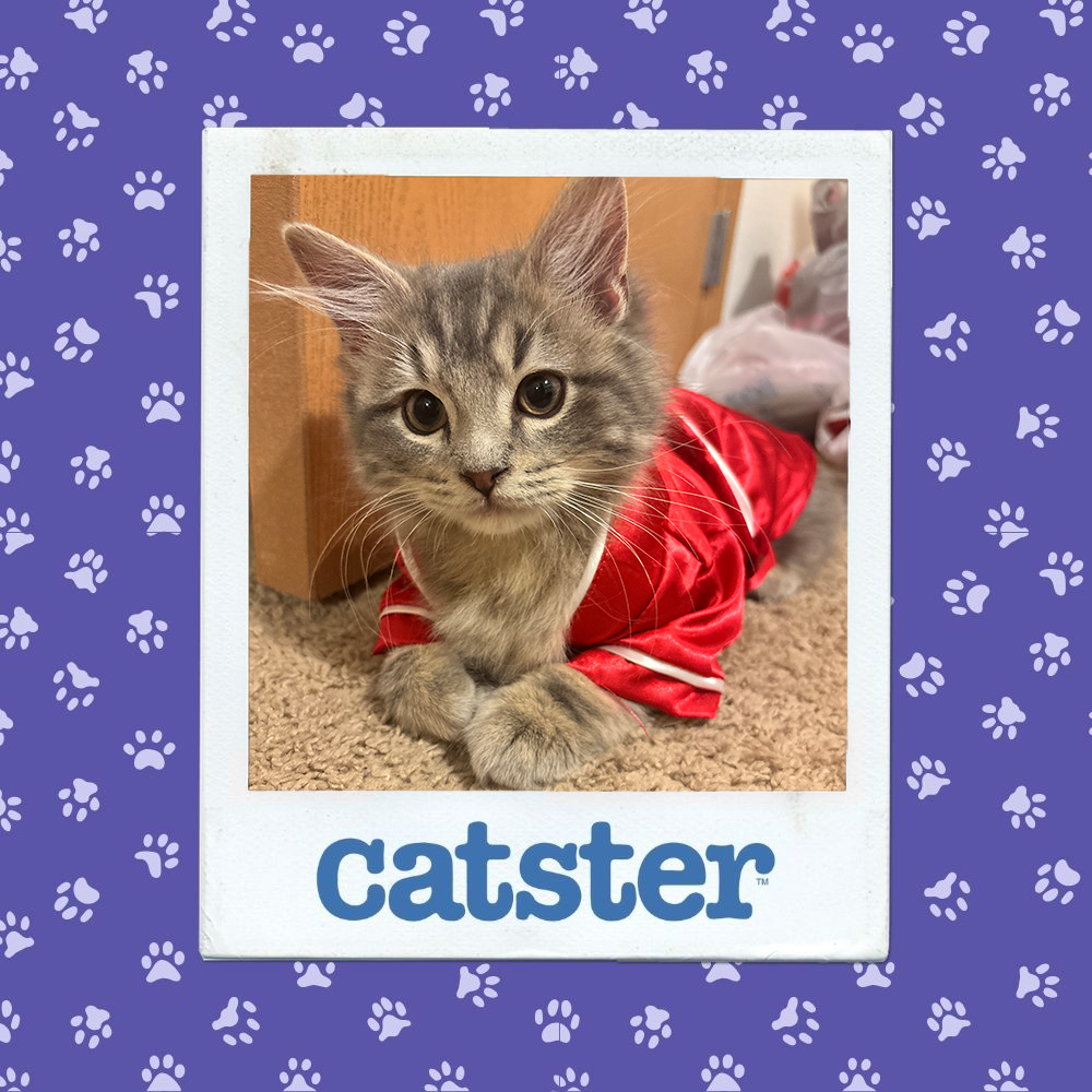 catster photo contest cutest 8 1 26