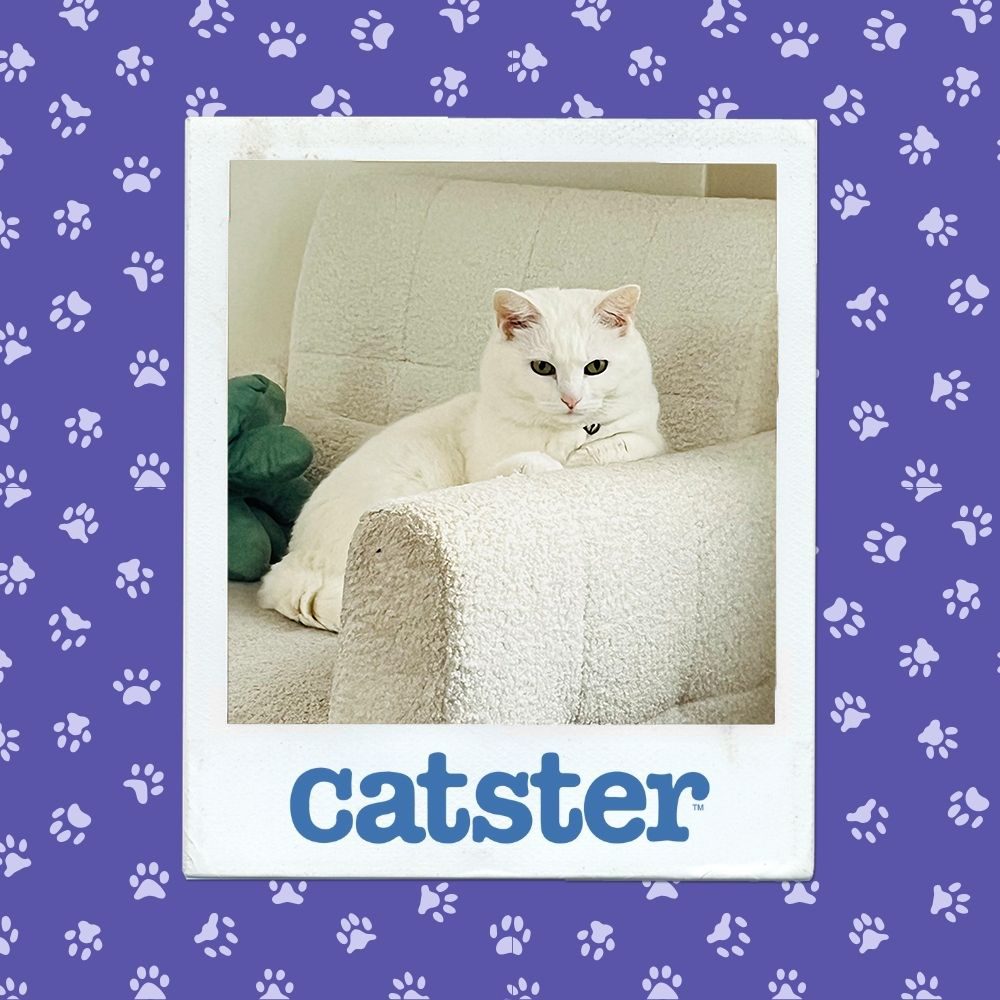 catster photo contest dignified 14 1 26
