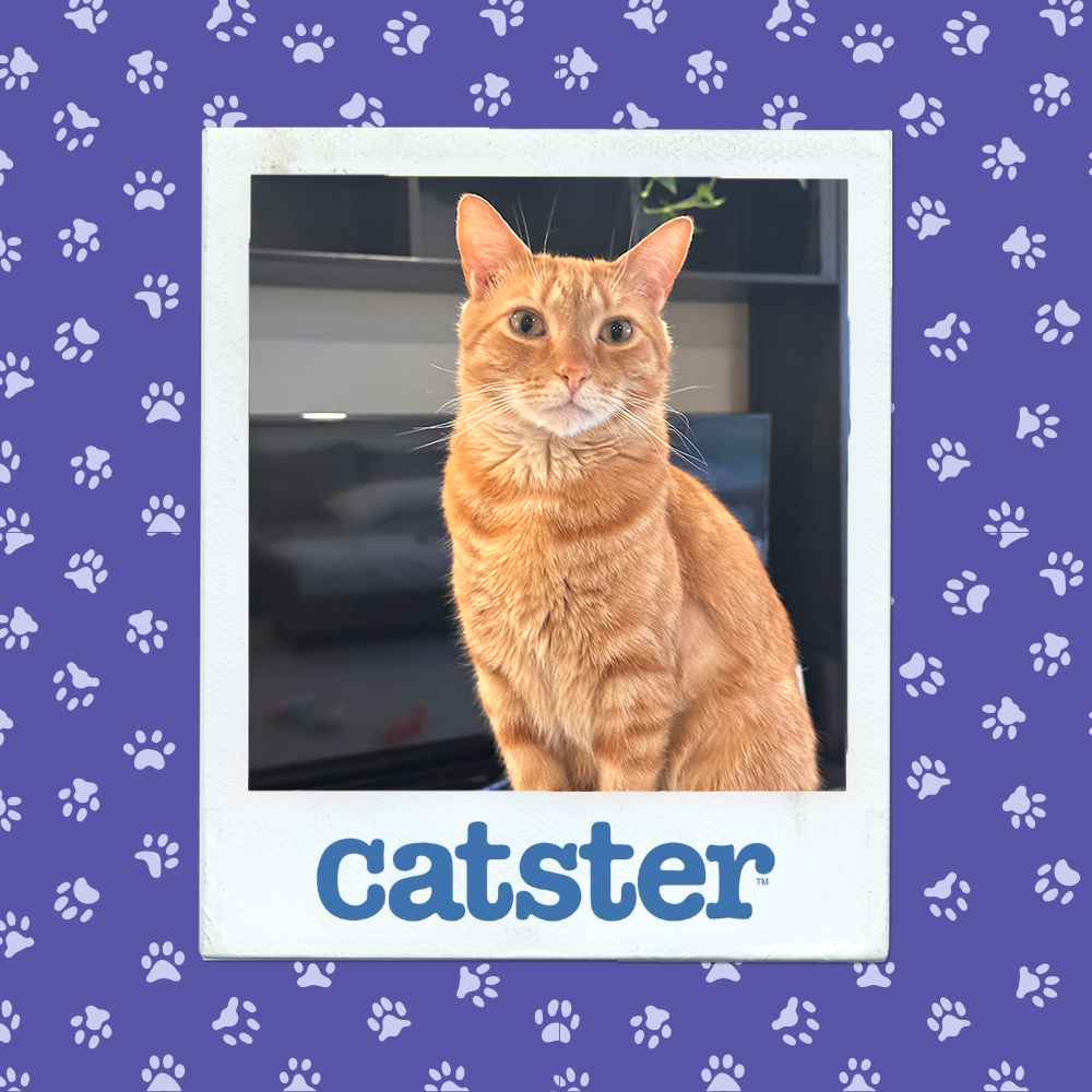 catster photo contest dignified 8 1 26