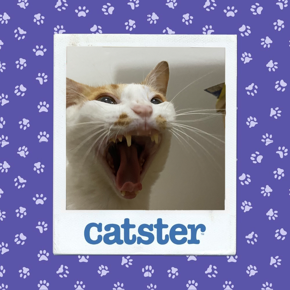 catster photo contest expressive 14 1 26