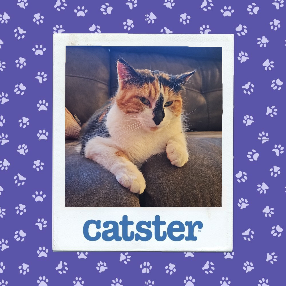 catster photo contest expressive 22 1 26