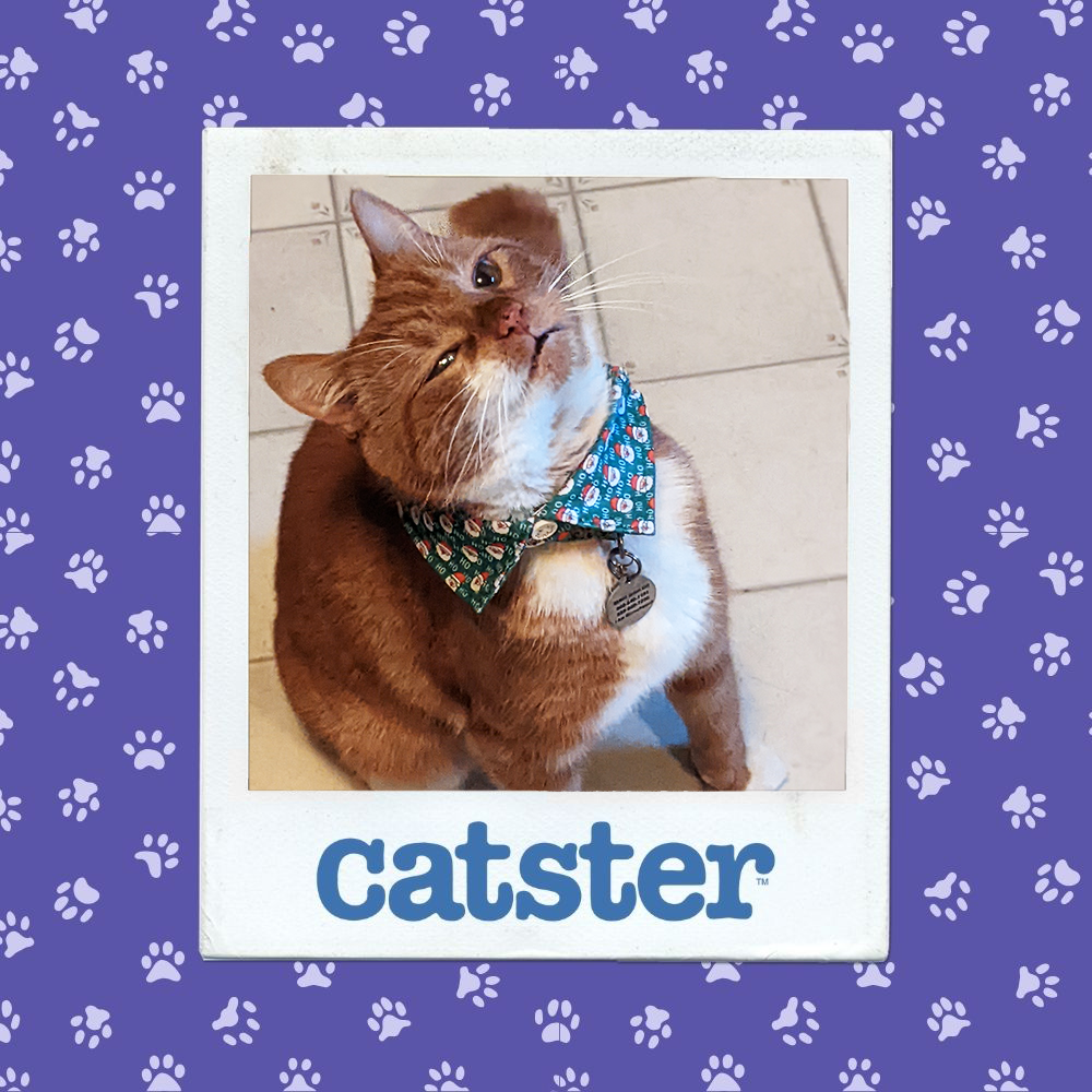 catster photo contest expressive 8 1 26