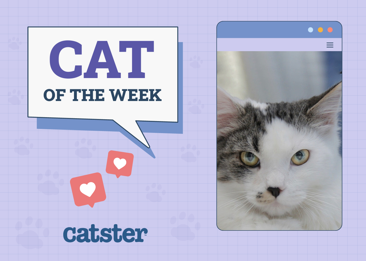 Catster Photo Contest: Cats of the Week Winners (January 15, 2026)