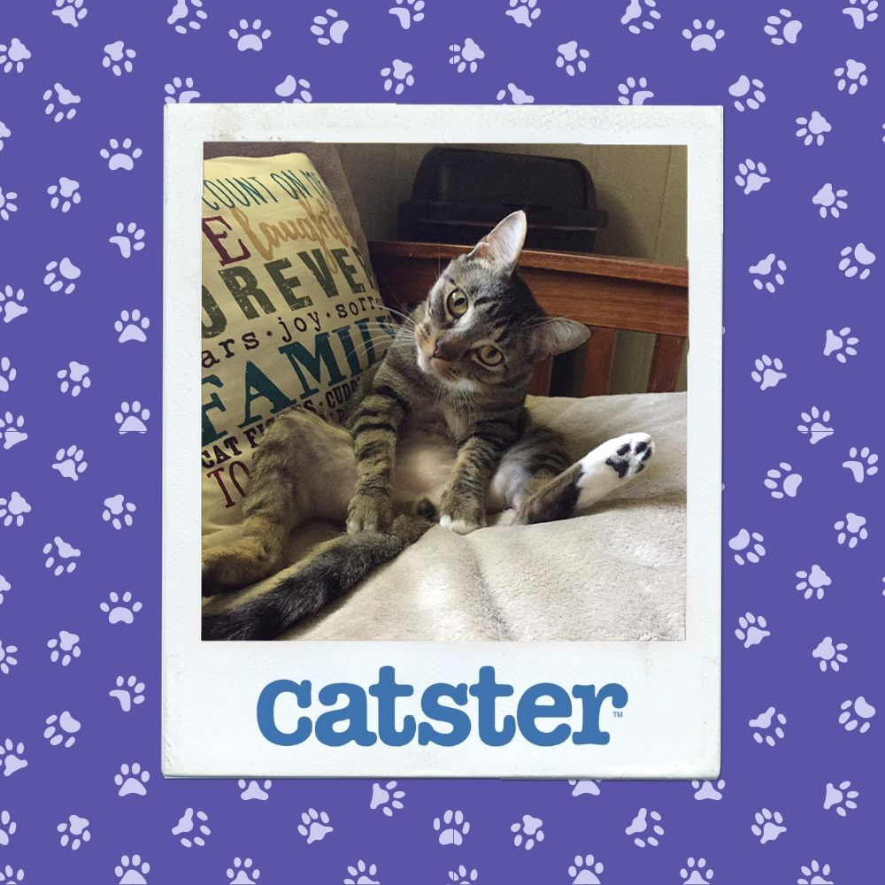 catster photo contest silliest 22 1 26