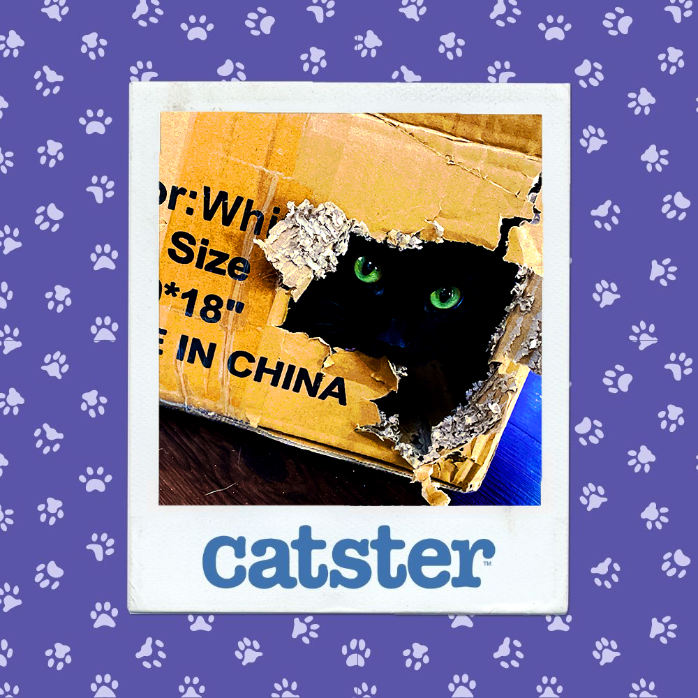 catster photo contest silliest 8 1 26