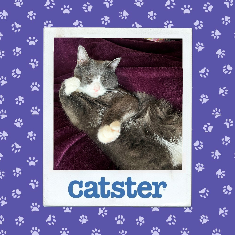 catster photo contest sleepiest 22 1 26