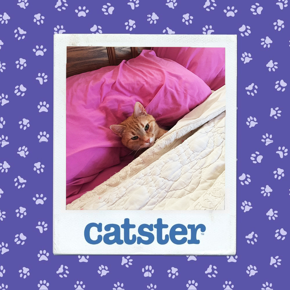catster photo contest sleepiest14 1 26