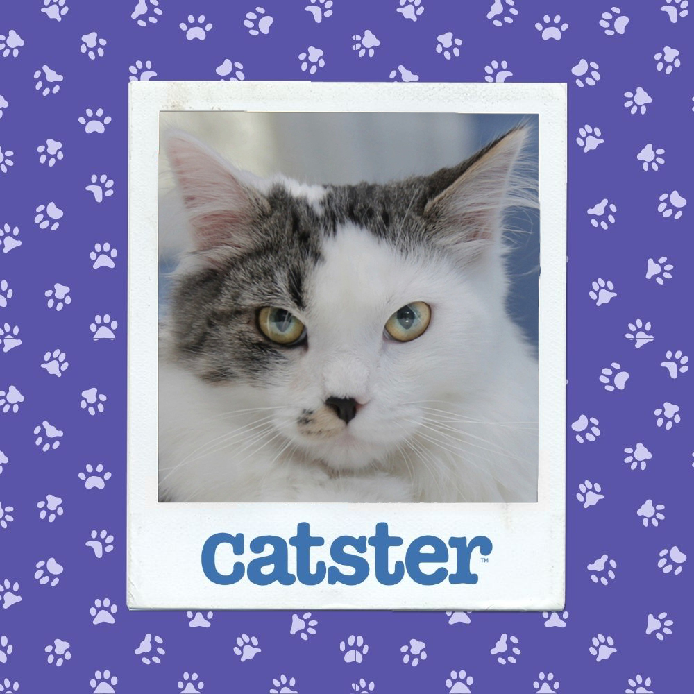 catster photo contest winner 14 1 26