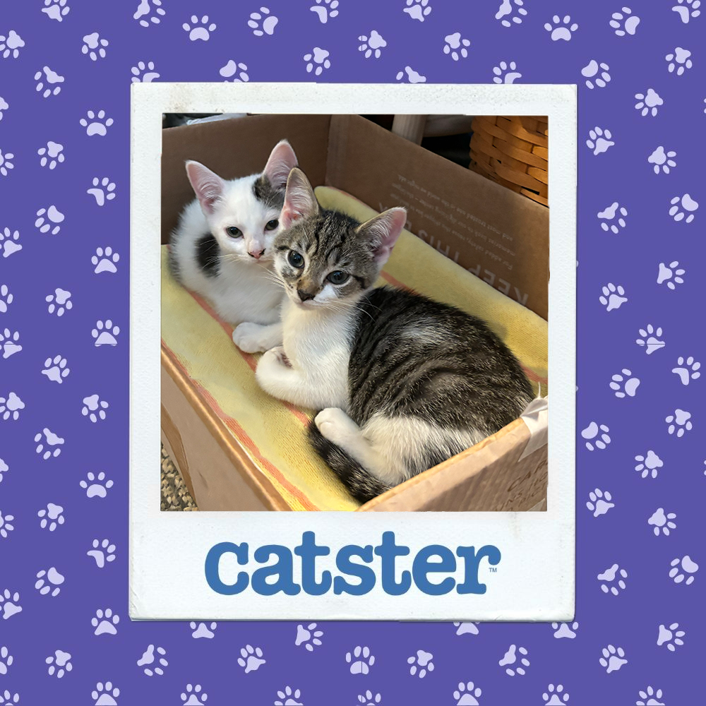 catster photo contest winner 22 1 26