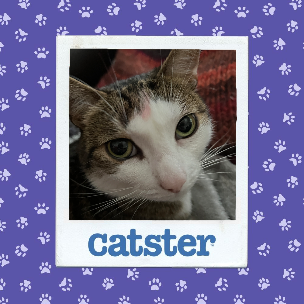catster photo contest winner 8 1 26