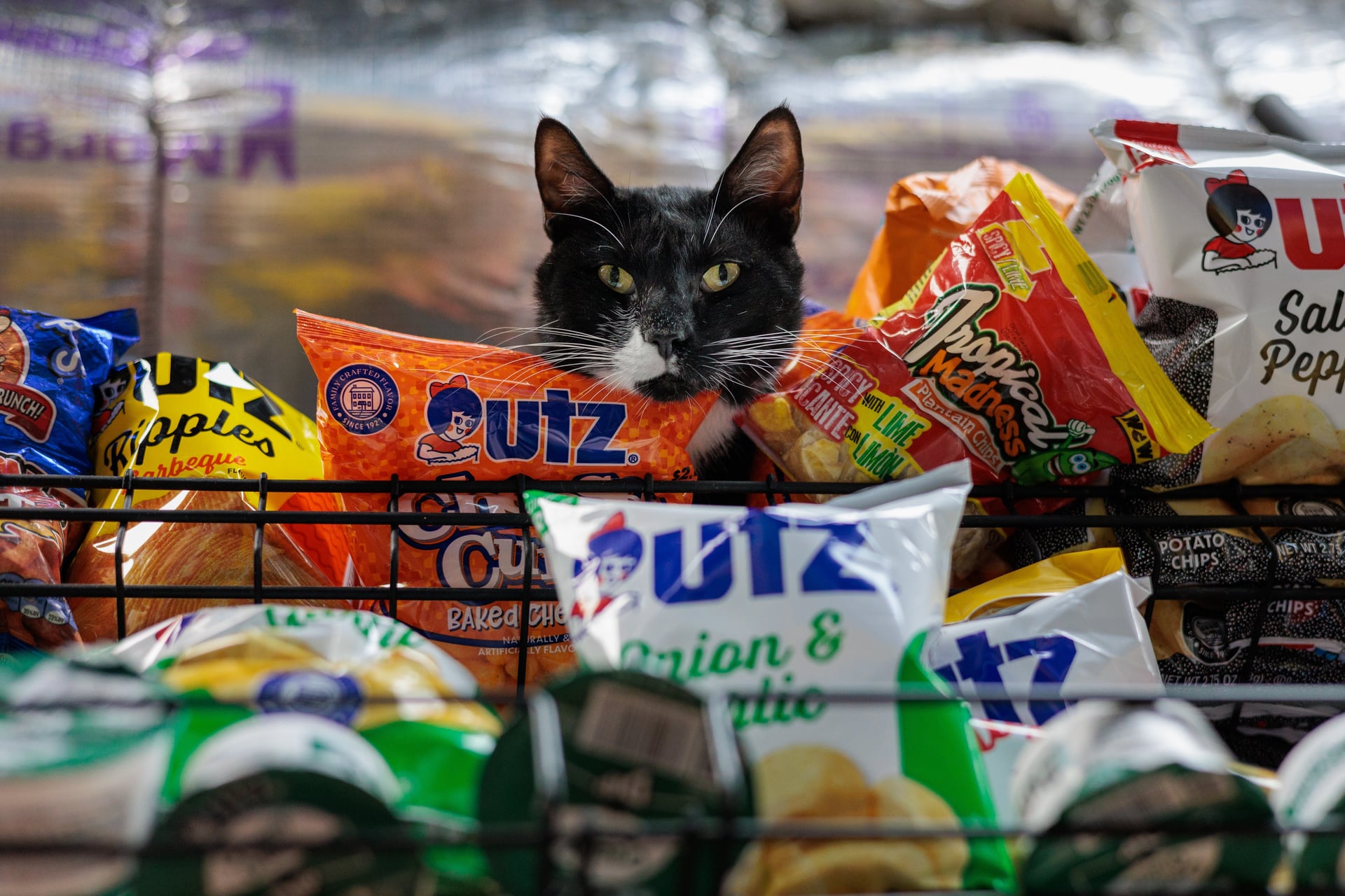 A Bodega Without a Bodega Cat_ Not On Our Watch! Oreo-BK