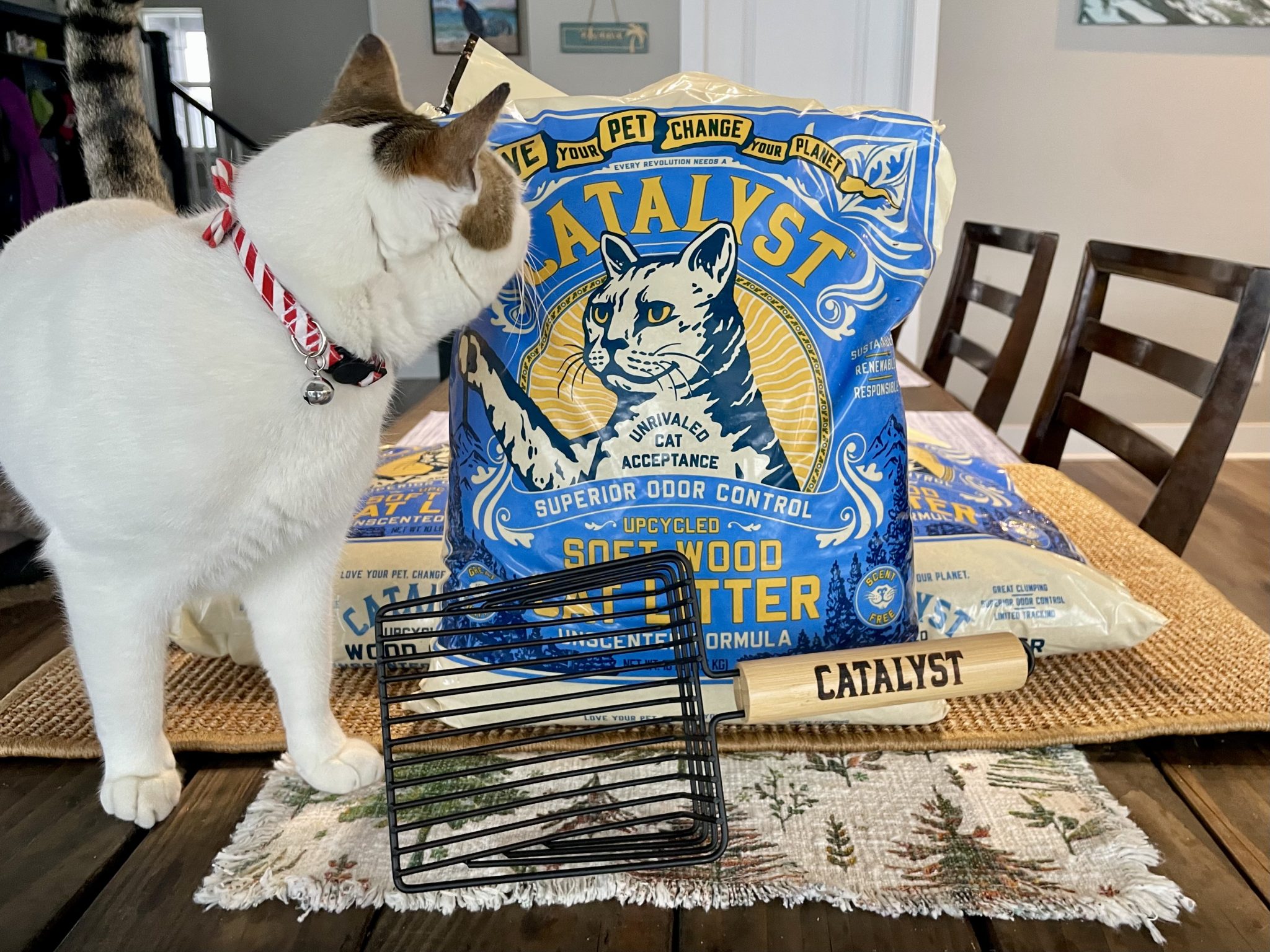 Catalyst Cat Litter Review_ Our Expert’s Opinion 2026 - 5