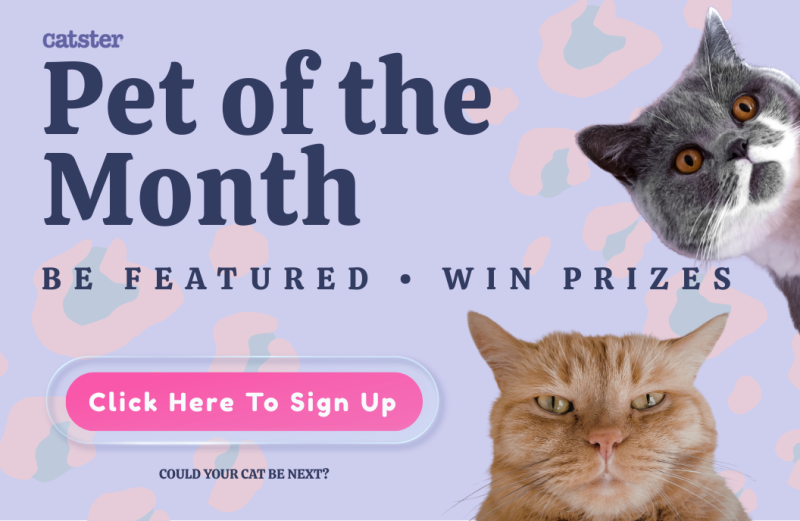 Catster's Pet of the Month mobile