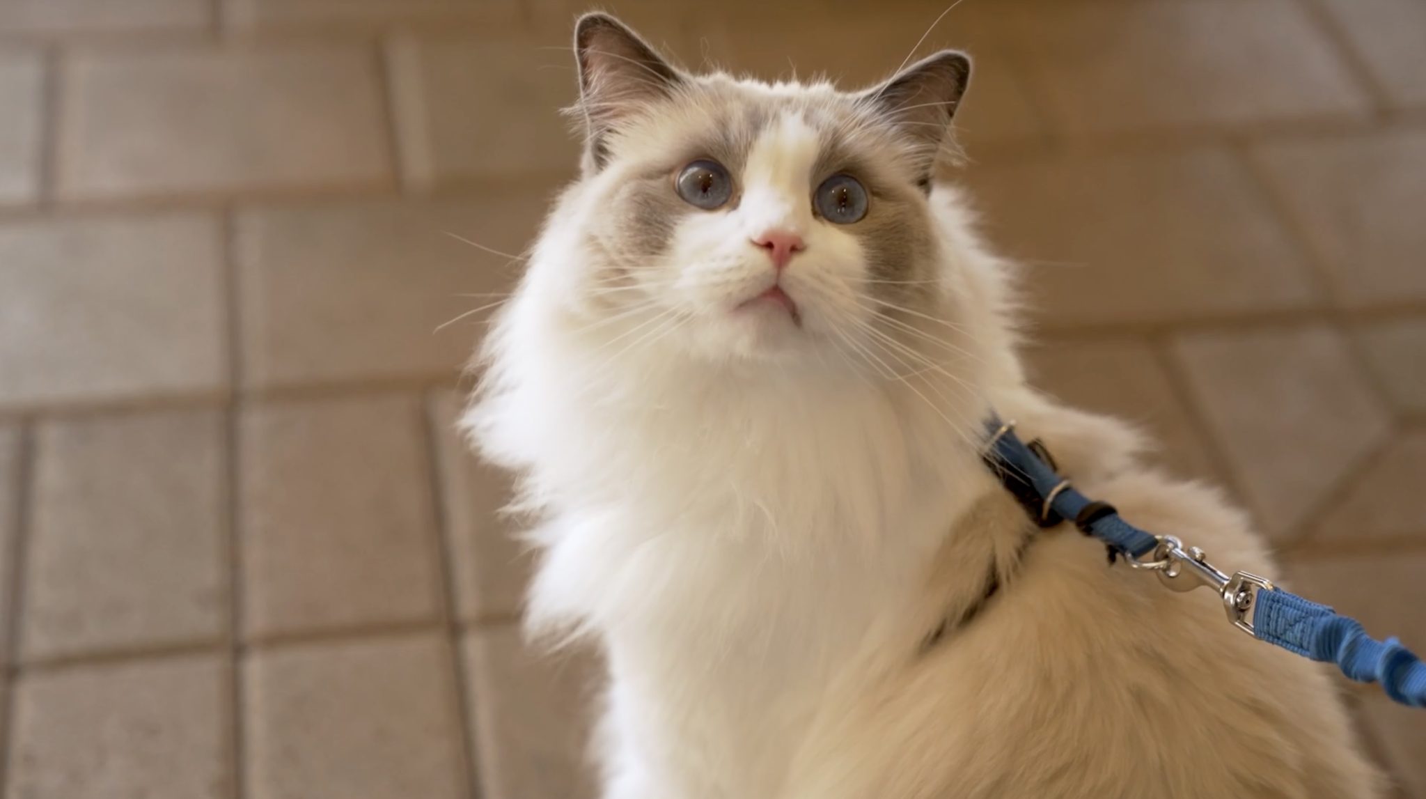 Lychee had feline infectious peritonitis, a feline coronavirus. He was part of a clinical trial at the UC Davis School of Veterinary Medicine that cured him of the disease. (Credit: UC Davis)