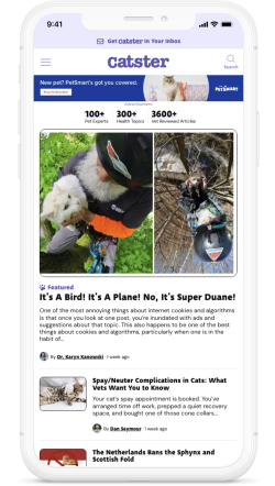 Can Cats Eat Egg Yolk? Vet-Approved Nutrition Facts - Catster