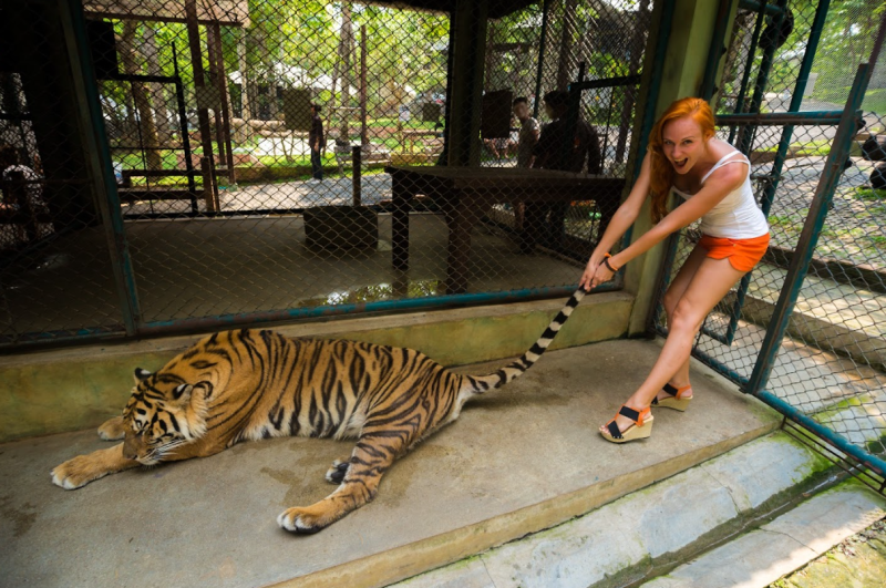 72 Dead - Another Nail in the Coffin of Tiger Tourism Lead Image_shutterstock_Alexander Gorban