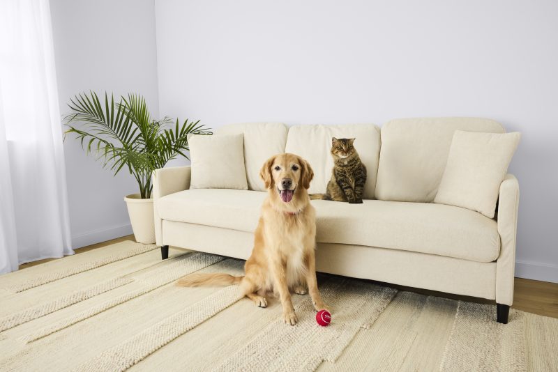 CAT PetSmart - Featured Image