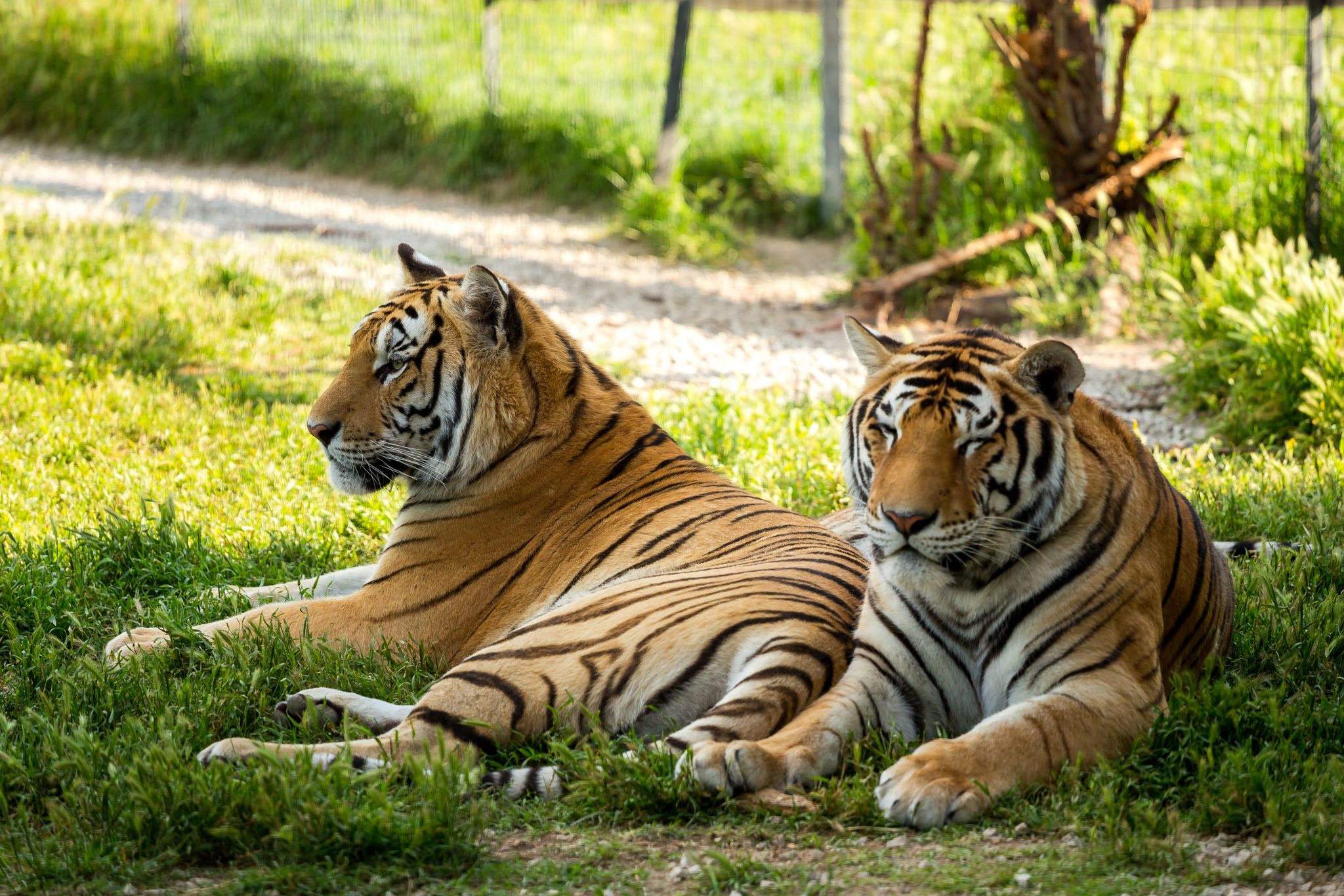 Two,Large,Tiger,On,A,Background,Of,Green,Grass