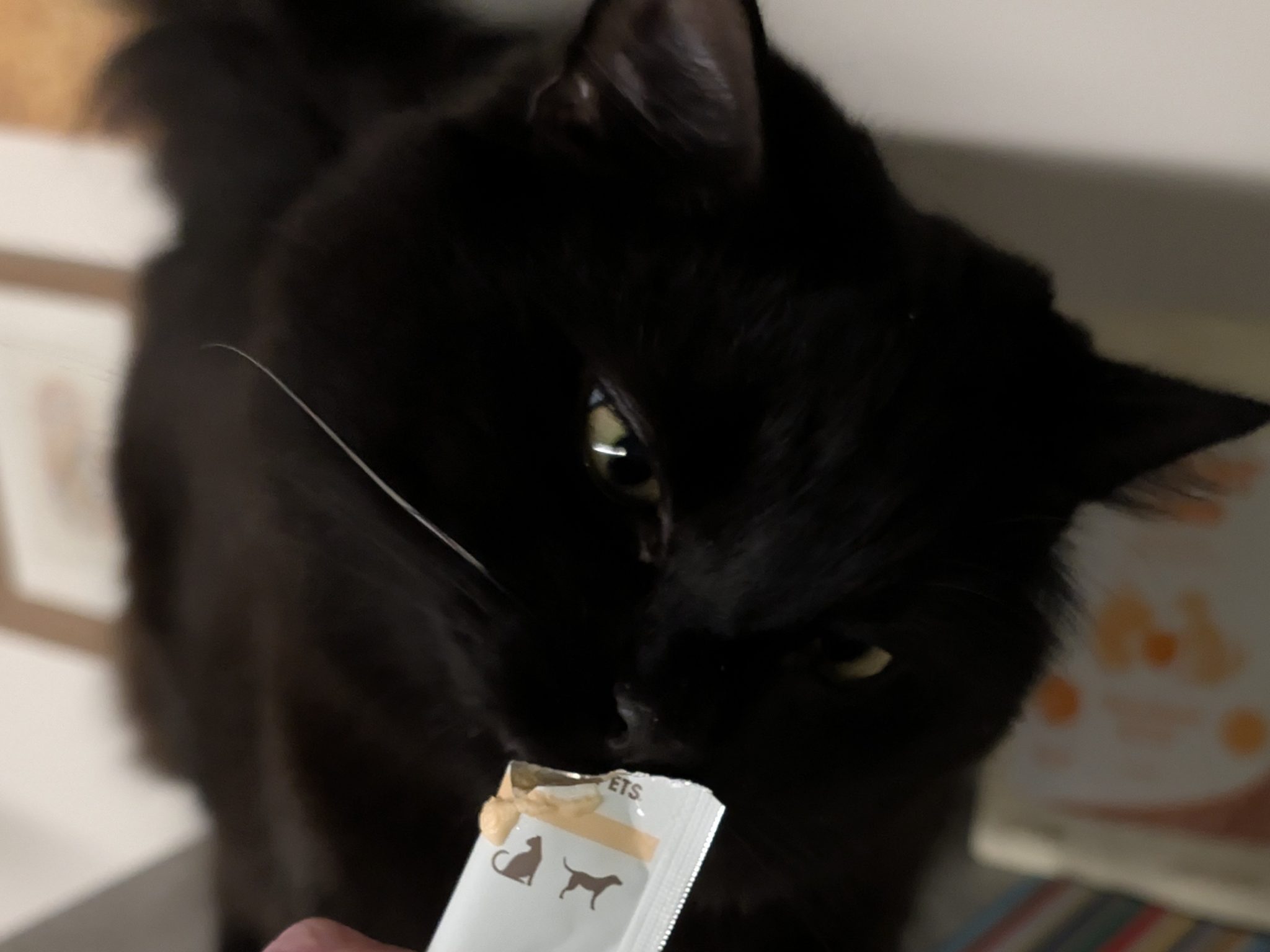 Licky Treats_ A Scientific Investigation into the Tube-Based Delights Taking Over Modern Cat Households 2