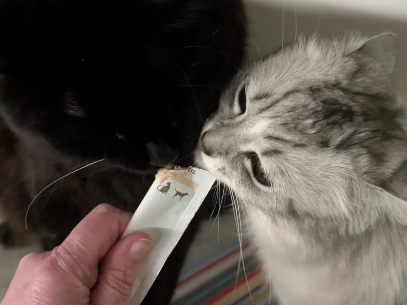 Licky Treats_ A Scientific Investigation into the Tube-Based Delights Taking Over Modern Cat Households 4