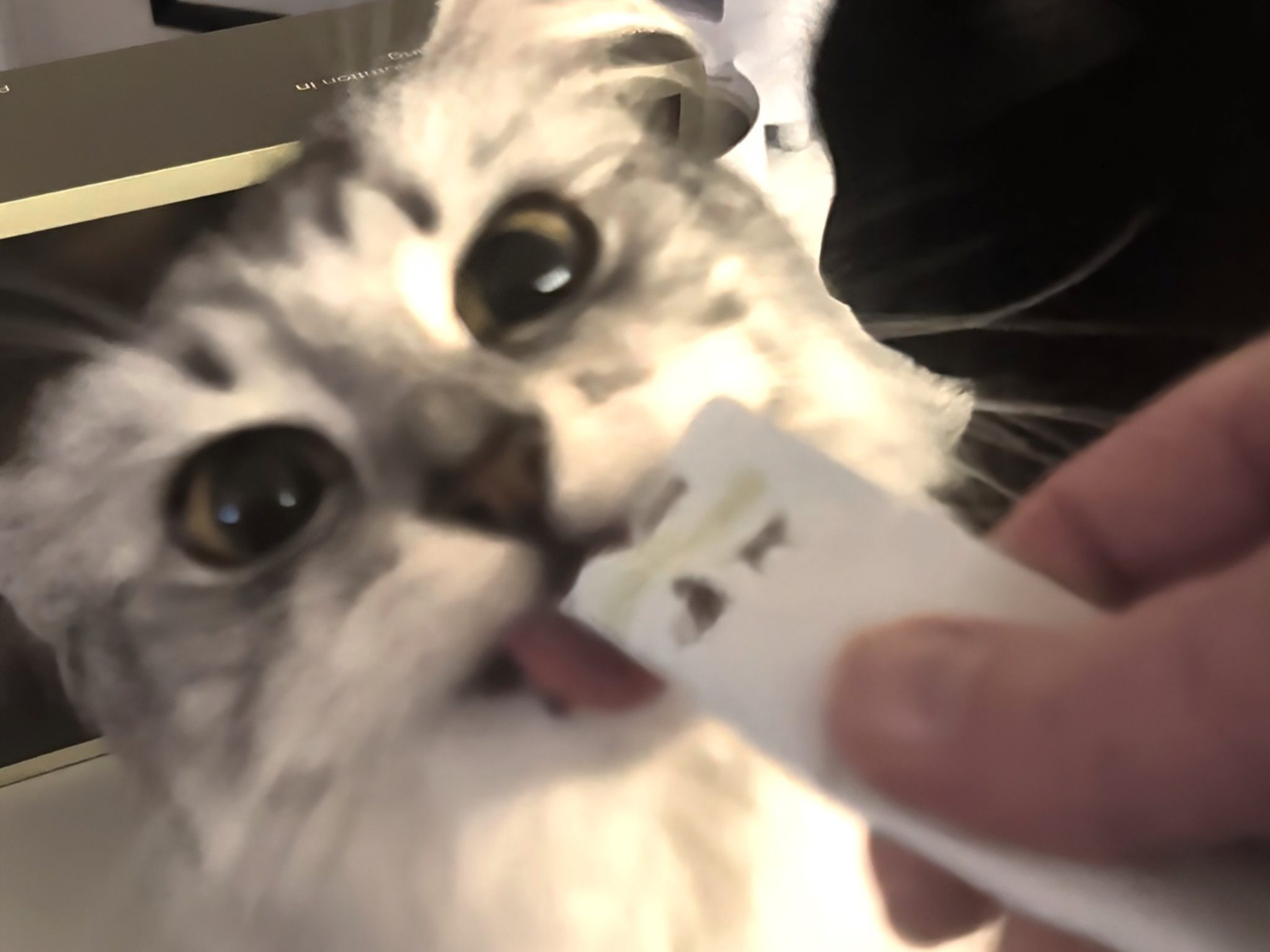 Licky Treats_ A Scientific Investigation into the Tube-Based Delights Taking Over Modern Cat Households 5