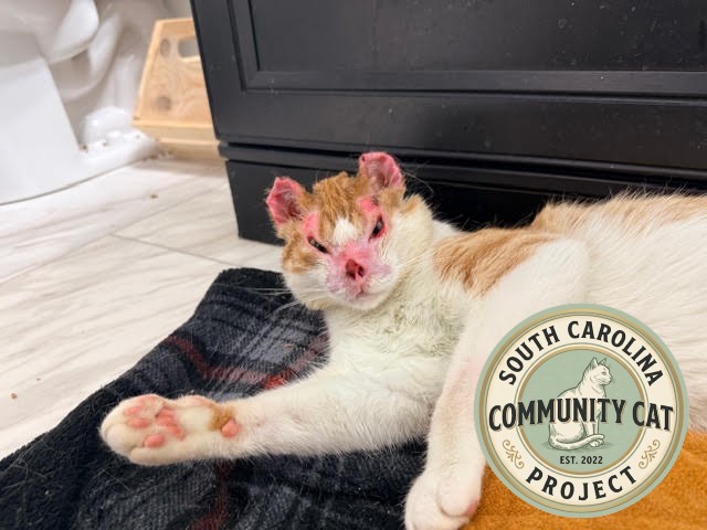 Rescue Cats Deserve Beautiful Endings 1