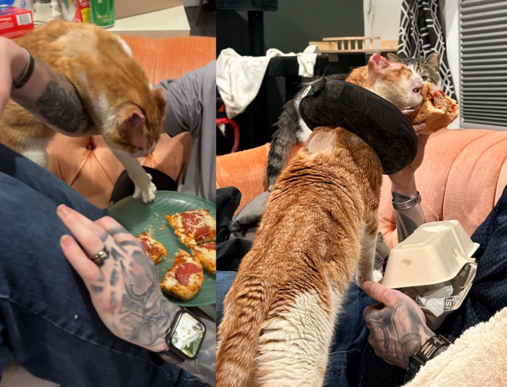 Rescue Cats Deserve Beautiful Endings 3