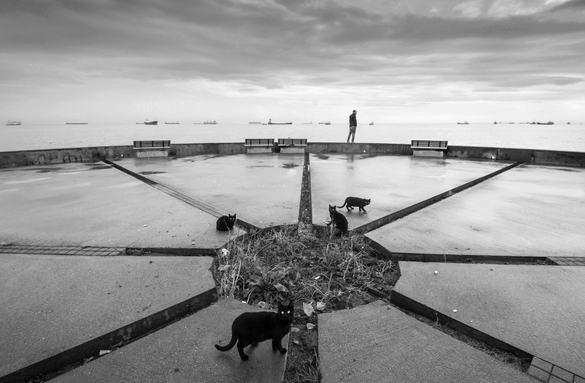 Weekly Mews - Capturing Catstanbul 16