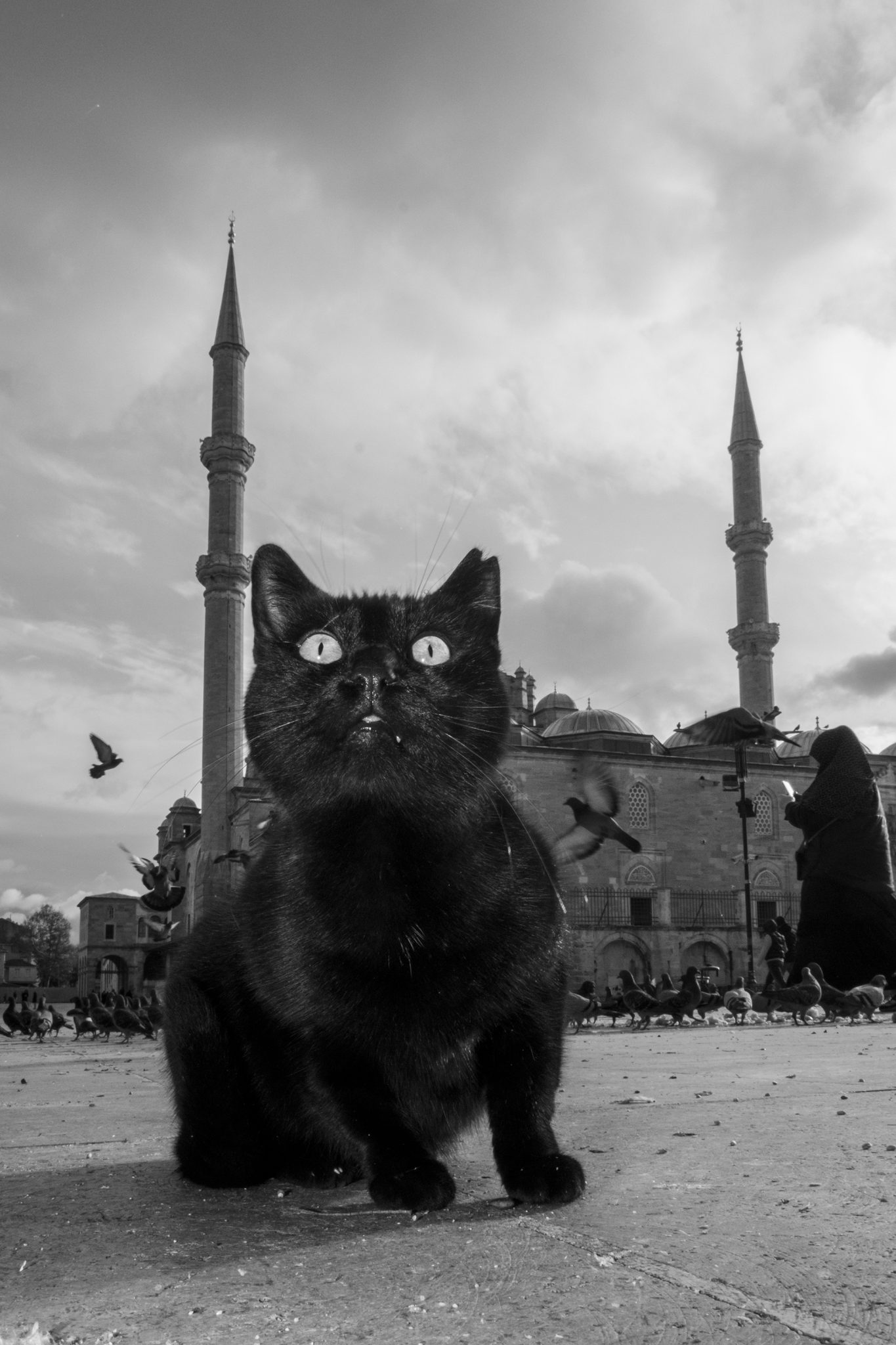 Weekly Mews - Capturing Catstanbul 16