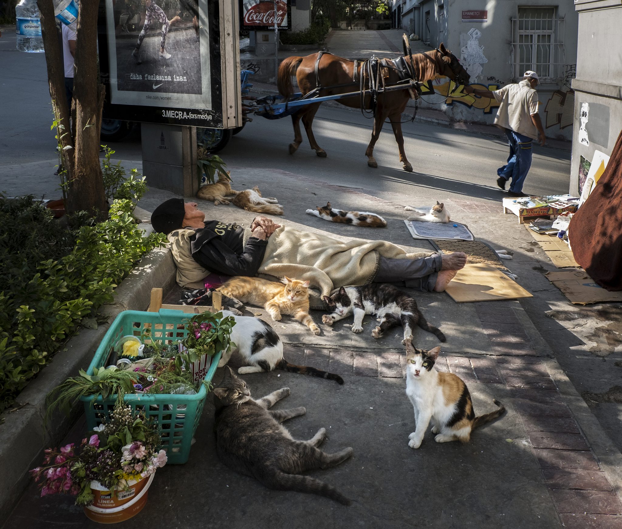 Weekly Mews - Capturing Catstanbul 16