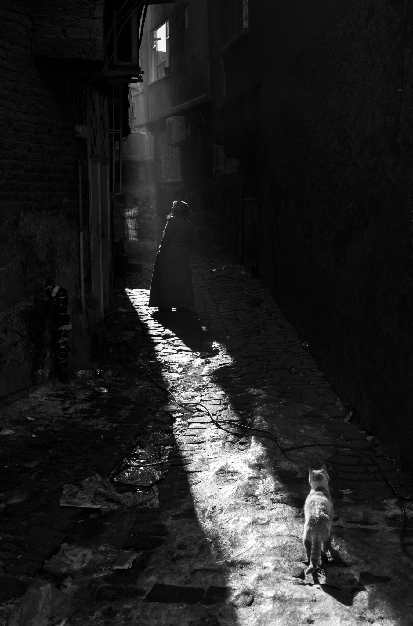 Weekly Mews - Capturing Catstanbul 16