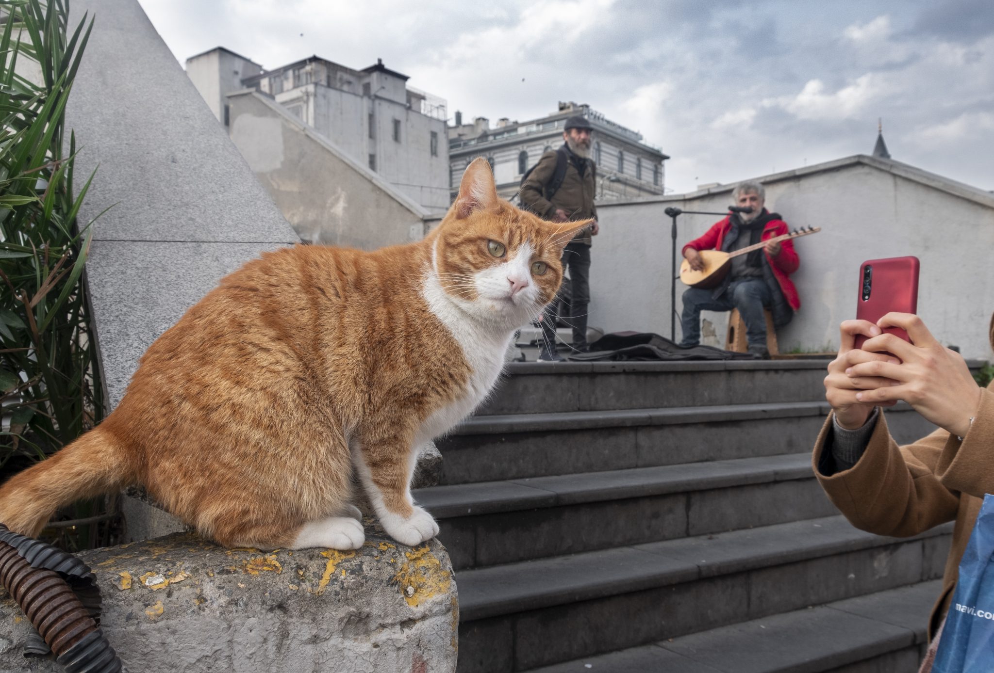 Weekly Mews - Capturing Catstanbul 16