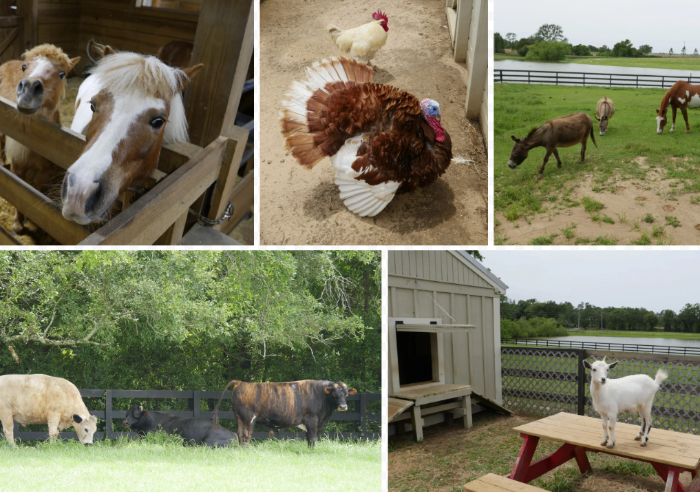 Welcome to Coastal Cats & Critters 1