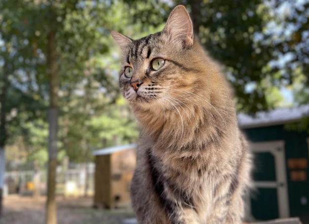 Welcome to Coastal Cats & Critters willow