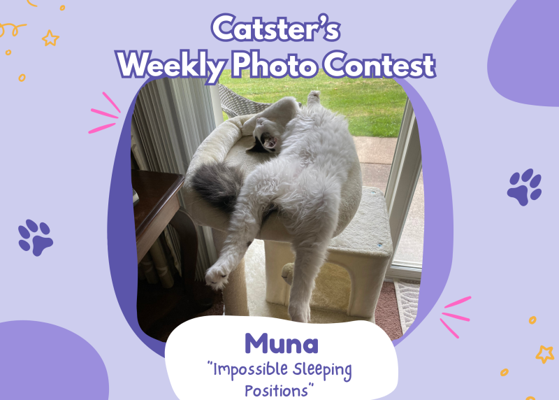 Catster’s Weekly Photo Contest Winners: Impossible Sleeping Positions (March 5, 2026) – Catster
