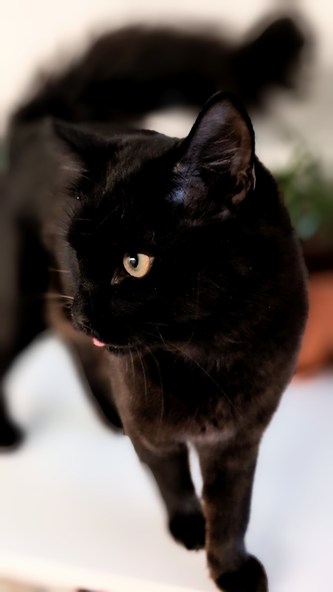 lucifer blepping