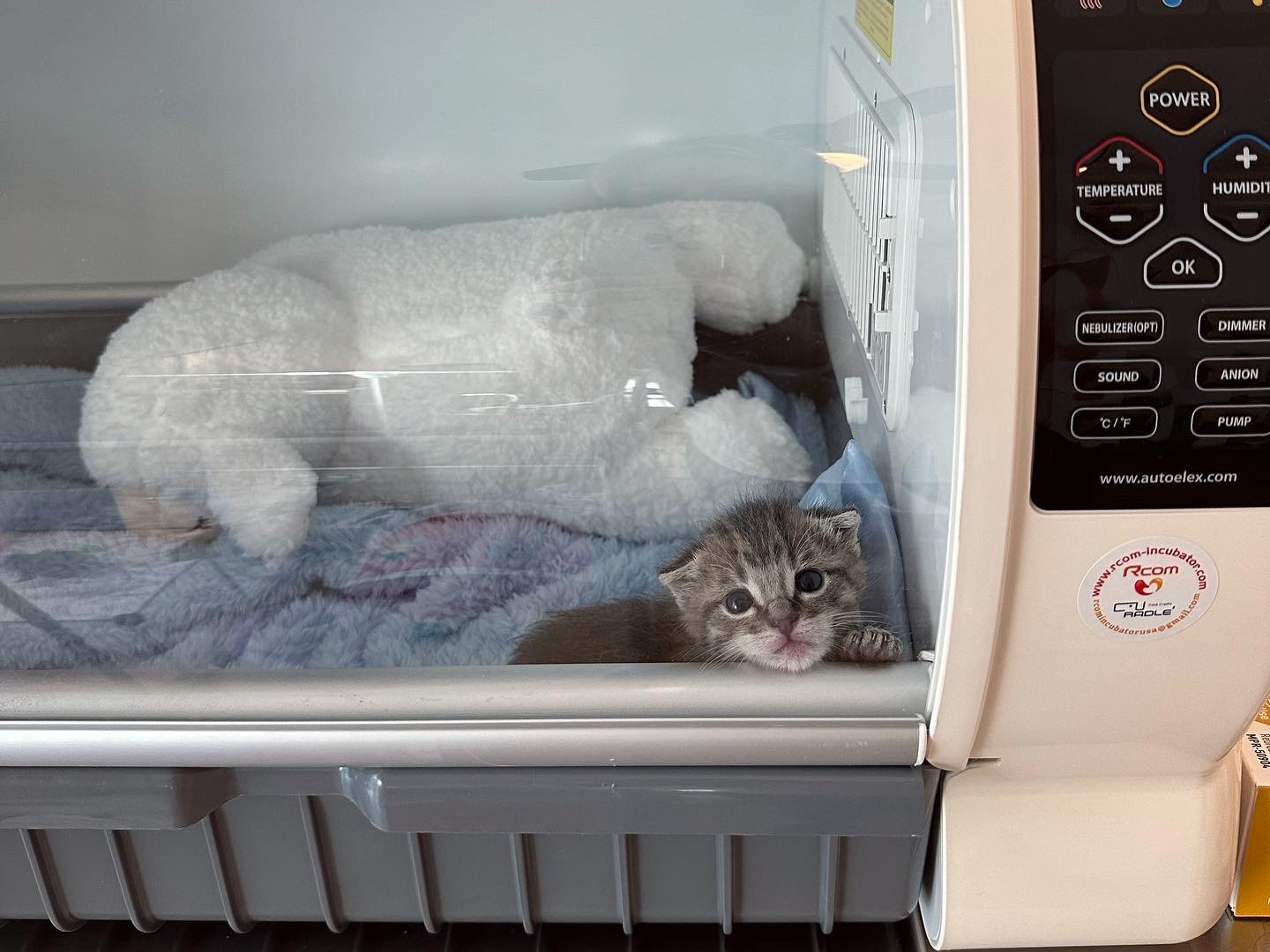 Hope for the Tiniest Fighters Baby Kitten Rescue Heroes of the Pet World - Boo incubator