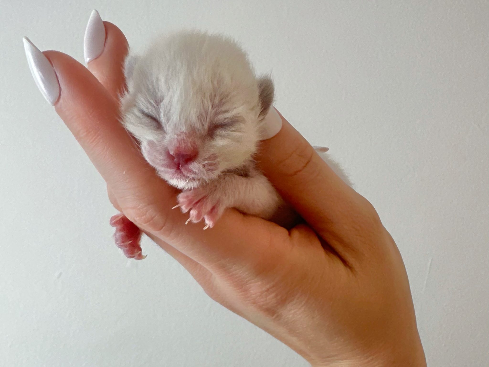 Hope for the Tiniest Fighters Baby Kitten Rescue Heroes of the Pet World - Santa intake