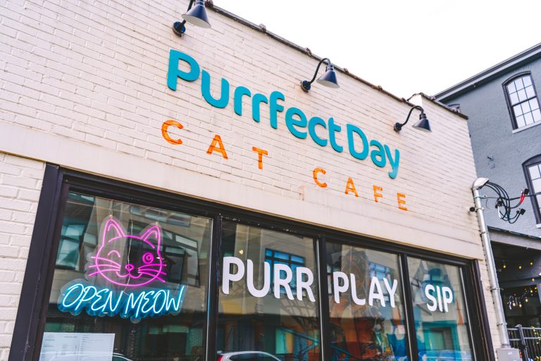 mixing-business-with-charity-at-the-purrfect-day-cat-cafe-catster
