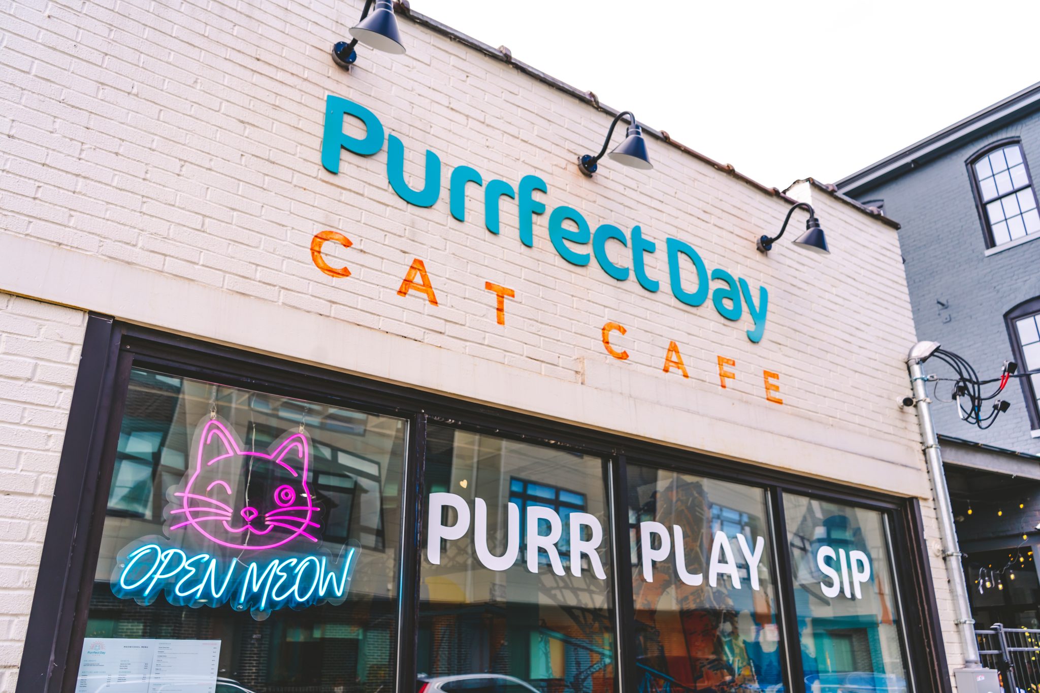 Mixing Business with Charity at the Purrfect Day Cat Cafe