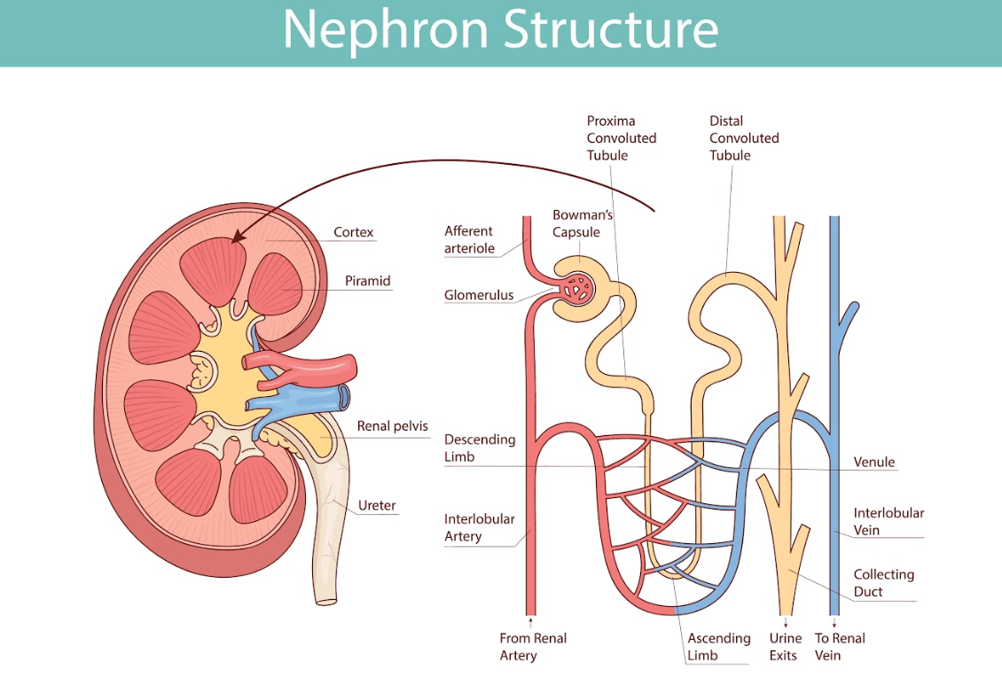 Scientists May Have Found the Missing Piece in Feline Kidney Disease – Catster