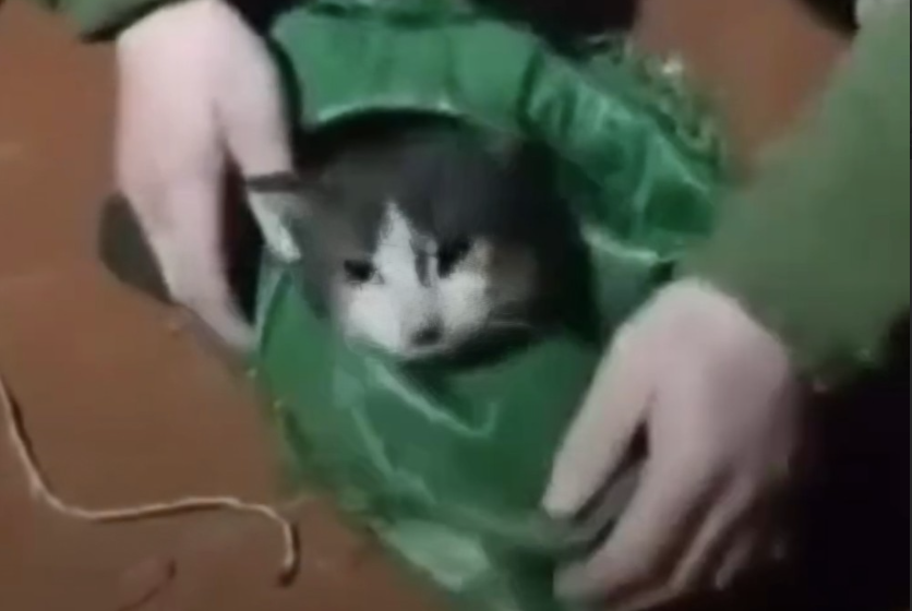 Ukrainian Troops Turned a Supply Drone Into a Pet Rescue Mission