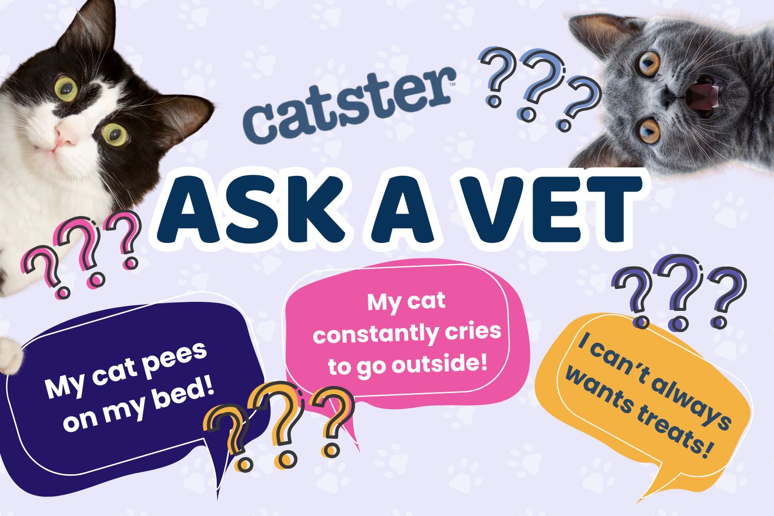 Ask Dr. Paola – Help! My Cat Pees on My Bed (April 27, 2026)
