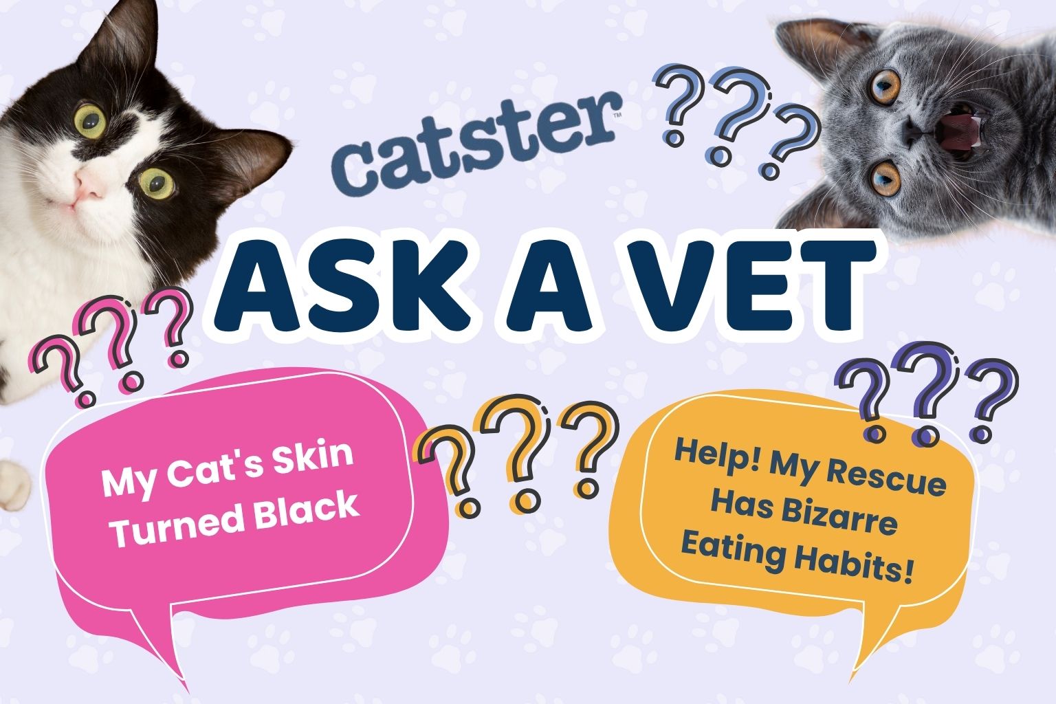 Ask Dr. Paola – Help! My Cat Has Bizarre Eating Habits! (April 20, 2026)