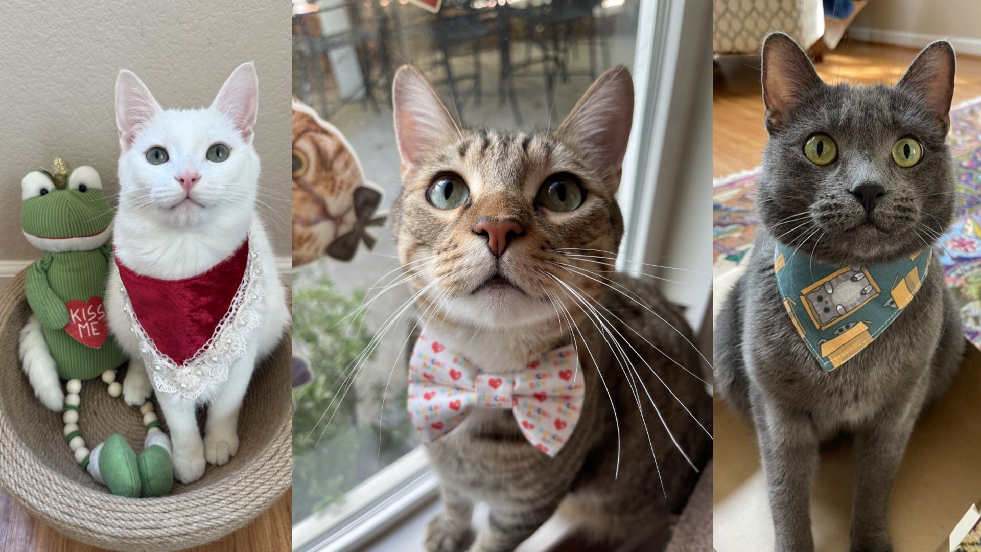 When Healing Goes Both Ways Mochi Fight Against FIP and the Strength We Found Together 2