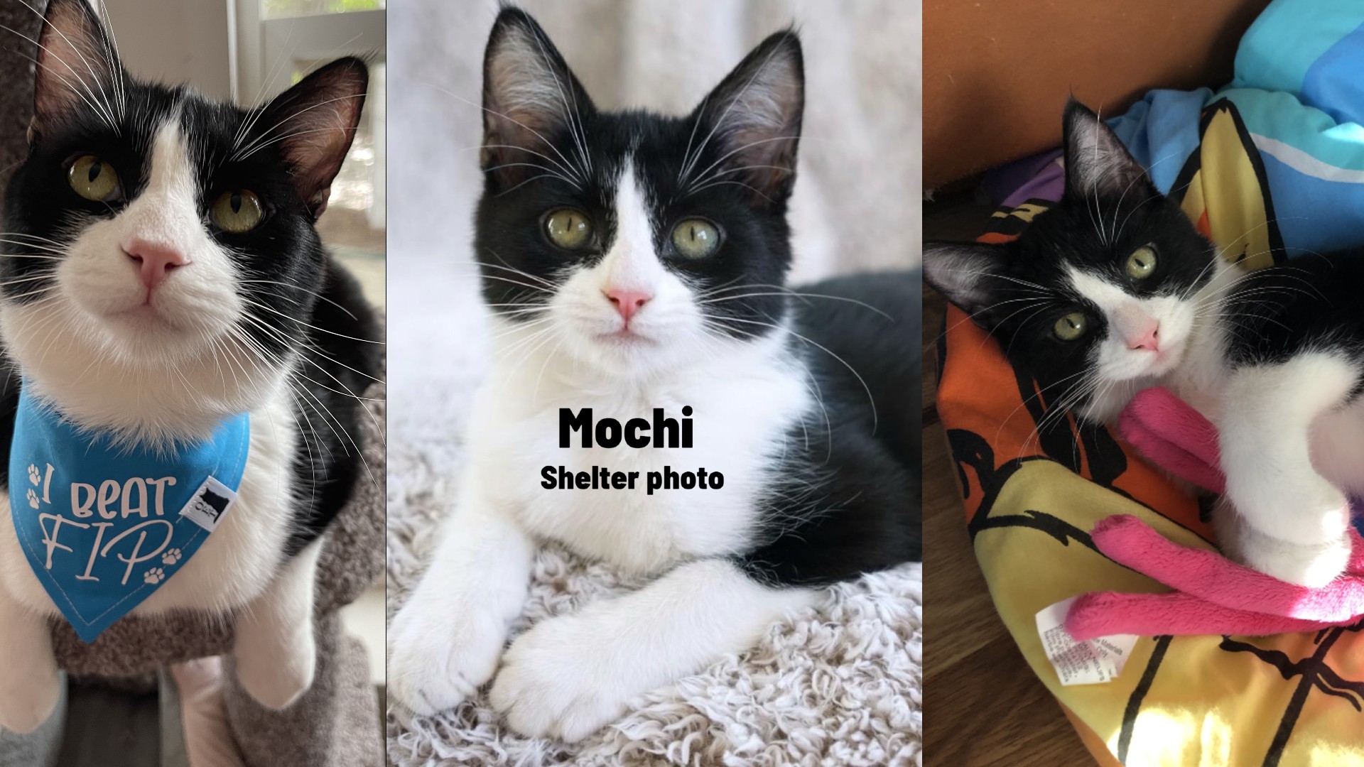 When Healing Goes Both Ways: Mochi’s Fight Against FIP and the Strength We Found Together