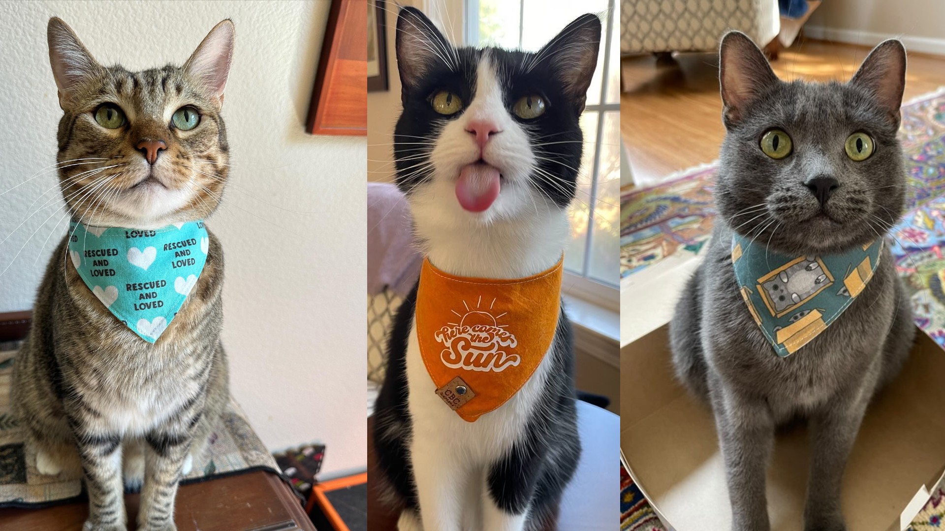 When Healing Goes Both Ways Mochi Fight Against FIP and the Strength We Found Together