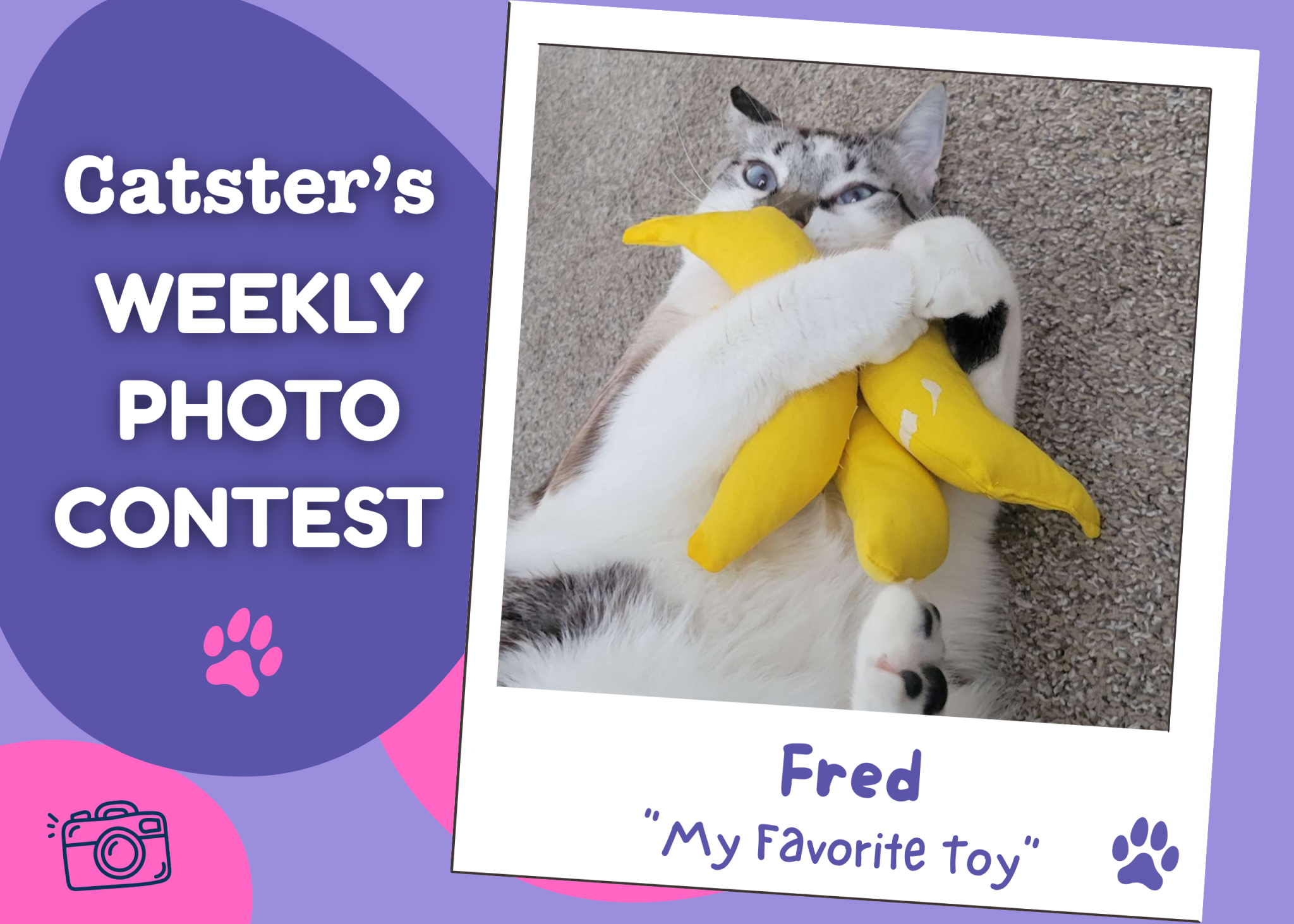 Catster’s Weekly Photo Contest Winners: My Favorite Toy (April 16, 2026)